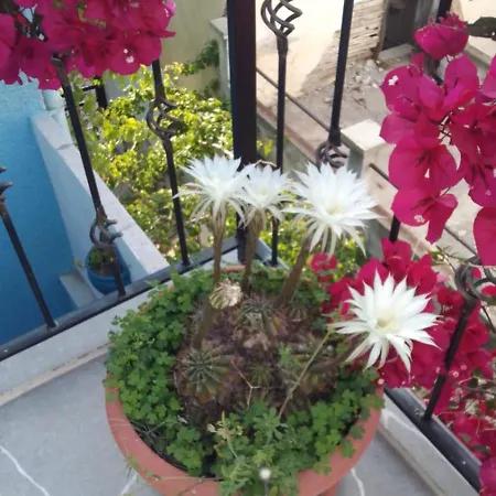 Hotel Casa Magnolia Boutique *