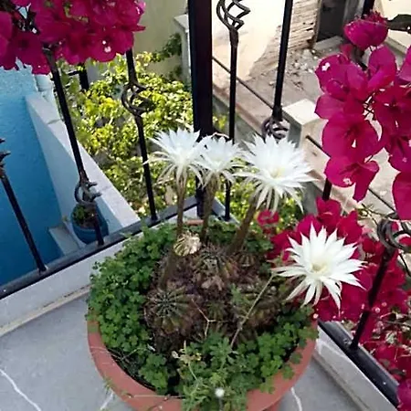 Casa Magnolia Boutique * קוסדסי